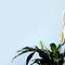 Peace Lily